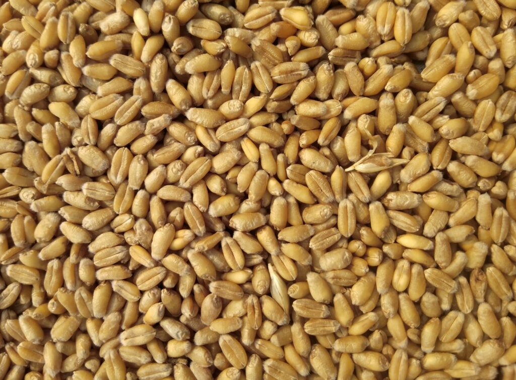 brown grains